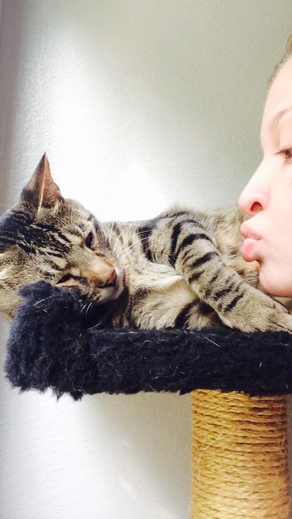 KelShaffer's tweet photo. 365 days ago today I brought this fur ball home and not a day since have I looked back, proud momma 😸 http://t.co/hFhuxmy3Lp