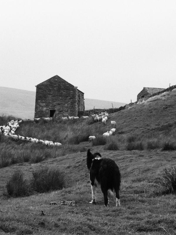 AmandaOwen8's tweet image. Homeward bound.
Past Close Hills old farmhouse.