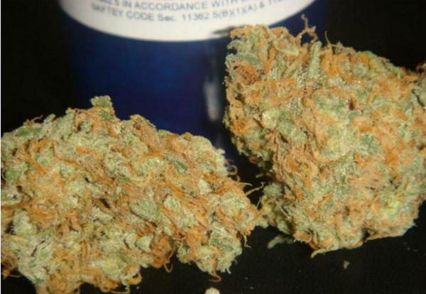 MarijuanaFarmers tweet media