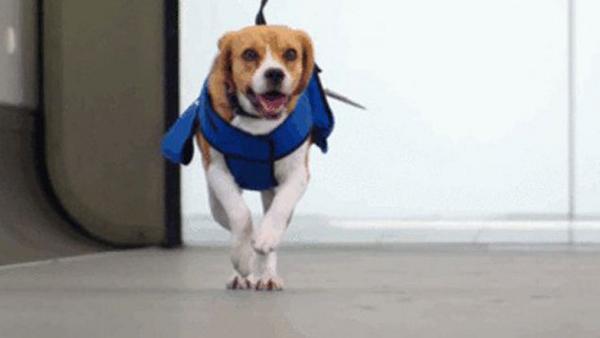 UNoticias's tweet photo. Conoce a Sherlock, el perro con el trabajo más asombroso del mundo http://t.co/1EJuJZMuan http://t.co/DWfXdrqH8k