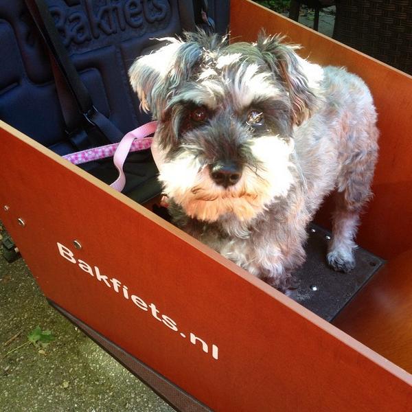 K4RGO's tweet photo. "Just because I have been given a pink lead, don't think I am a softie!"
By @urkaiinc
@dogsonbikes http://t.co/w6VggQsOeE