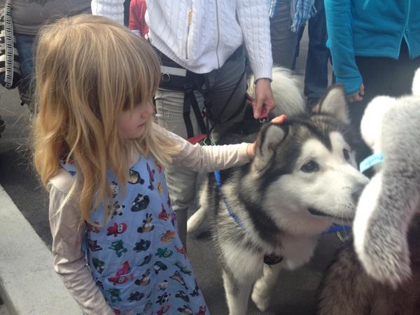 VicMetcalf_NZ's tweet photo. Miss4 meets a husky. Happy as @NZIceFest. Great to see buzz in the square of people #NZIcefest #Antarctic http://t.co/XvX15bLCTG