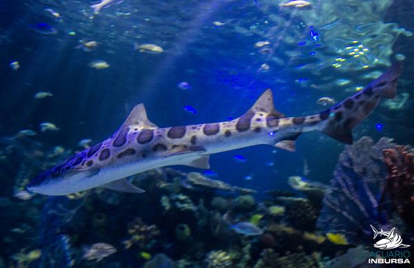 AcuarioInbursa's tweet image. "Una vez agotada el agua en el planeta, ni lágrimas tendremos para lamentarnos." Hermes Varillas Labrador.