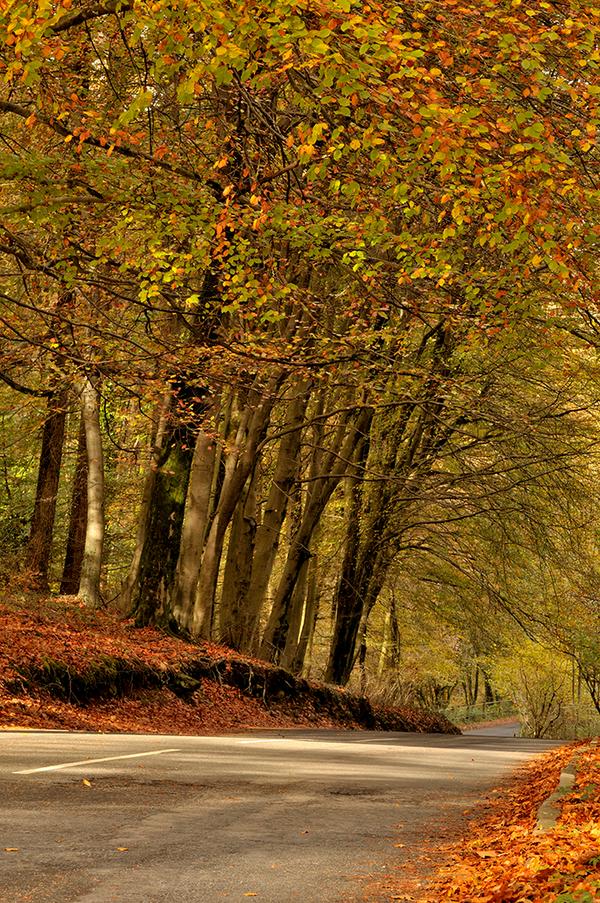 EL OTOÑO SE ACERCA CON MUY POCO RUIDO...* - Página 6 ByfpP1_CIAAuI48