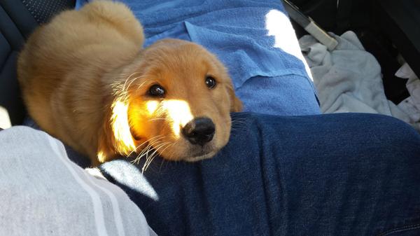 OrigCreativo's tweet photo. Camino a casa con mi nuevo amigo http://t.co/0N36pEAzAH