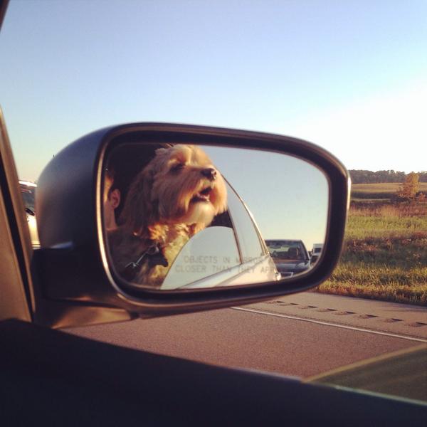 Cockabooze's tweet photo. Cocktail Cockapoo PSA: Always designate a driver. Especially if you're a dog. http://t.co/MLXPQxT5kk