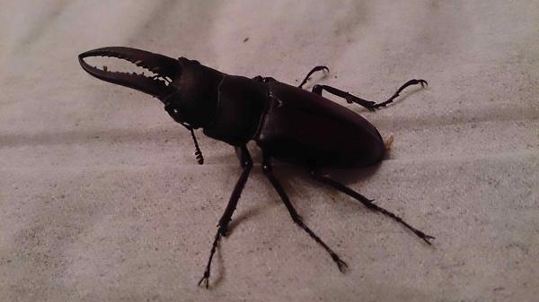 中村伊知哉 奈良から来たクワガタ５人衆の 大きい順に ナラ ケンリツ ミンゾク ハクブツ カンと名づけた ハクブツ この 小型ノコギリクワガタ ガンド をひいきにしておりまして Http T Co R29cie4huv