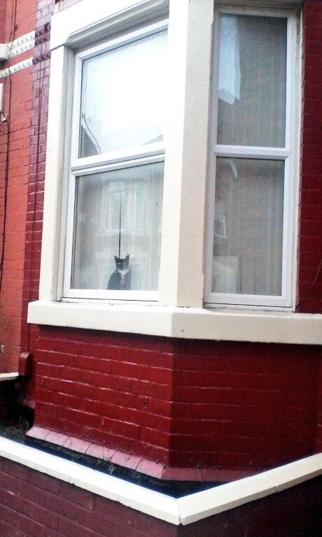 Jouraminey's tweet photo. This is my neighbour's cat. Same pose every morning for the past 5 days. Cute? Creepy? Scumbag? http://t.co/yY1Ct15yf9