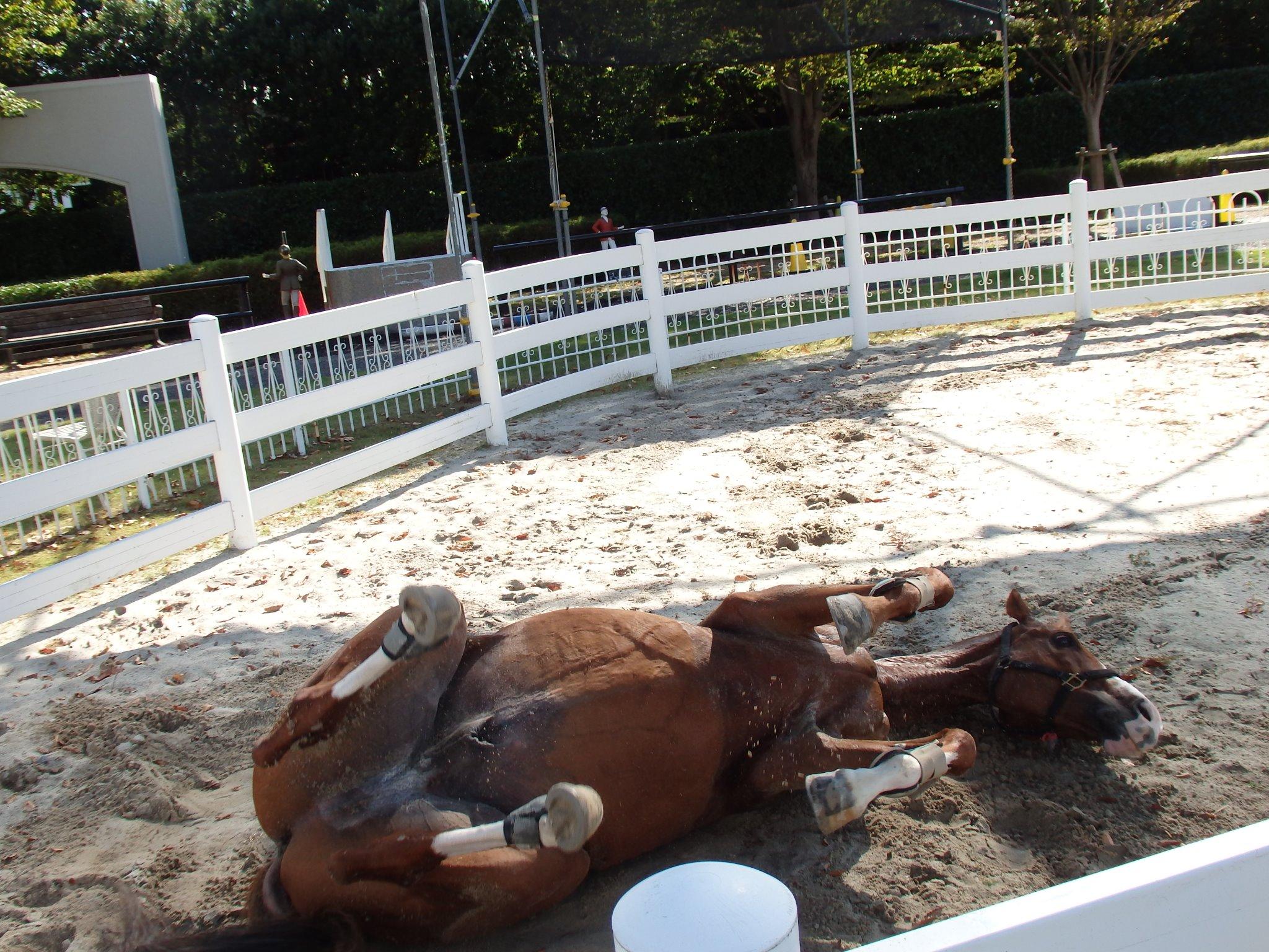 三木ホースランドパーク 砂浴び ゴロン スプラッシュエンド もと競走馬です 朝の光に当たった毛色がとてもキレイ Http T Co Crbwsaguz4 Twitter