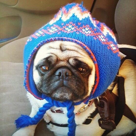 WinnieCooperPug's tweet photo. @ChubbsTheWampug Happy #CRAZYHATFRIDAY! http://t.co/c1rYcXx5MK