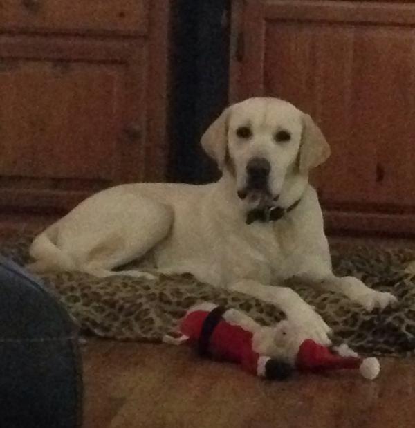 PeytontheLab's tweet photo. This is my new friend Dreyfus http://t.co/0s17TM1FQg