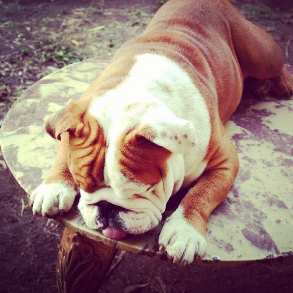 #bulldogingles #fun #copitolife ift.tt/1vcimxL