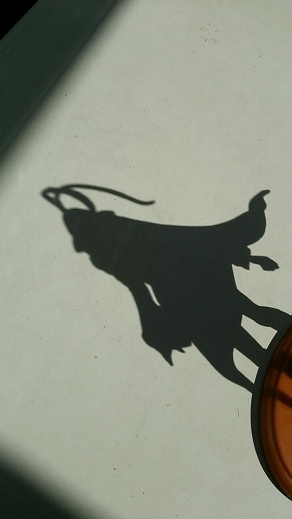 goma_ym's tweet image. ふっ今日はいい天気だ

僕は少し散歩をしてくる。付いて来るなよ