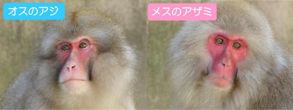 上野動物園 公式 顔で見分けるオスとメス 共感編 ニホンザル どこがどう違う とははっきり言えないのですが いかついオスの顔とおだやかなメスの顔を見分けられるのは 人間もサルの仲間だから Http T Co Kjttvmsik0