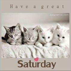 DLees28's tweet photo. 🐯SATURDAY FUN #RETWEET

🐯@BrettGM

🐯@jet_new

🐯@HandelShaine

🐯@roryquinn3

🐯@terapiaoral

🐯@minlede
#TFB_cats http://t.co/HbxWLtXpb0