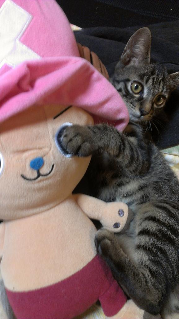GPgua's tweet photo. リクキャワゆい http://t.co/pbuyOpuHWj