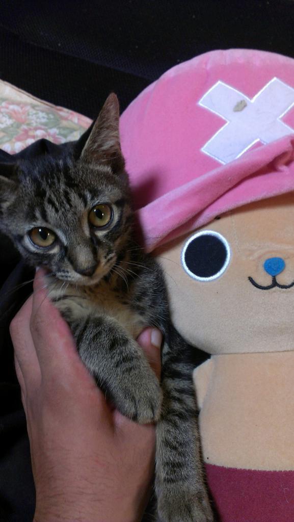 GPgua's tweet photo. リクキャワゆい http://t.co/pbuyOpuHWj