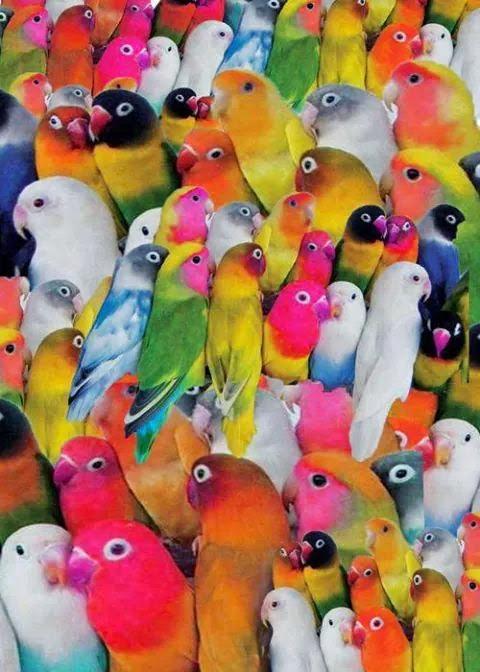 I PAPAGALLINI MADONA ..CHE COLARATI ....ARCOBALENO ...