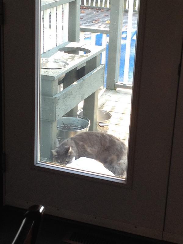 macks90's tweet photo. @OttawaLostPet #Renfrew found grey cat. Very friendly. September 27, 2015 http://t.co/l7zbSrGnNC