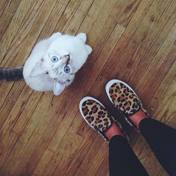Forever21's tweet photo. It's #Caturday!!! 🐱💛 Shop shoes here: http://t.co/GpfAXKiGKu http://t.co/j77Mo2c5xn