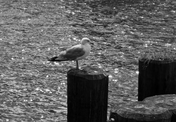 The river is  a peaceful place to  think and watch the water.