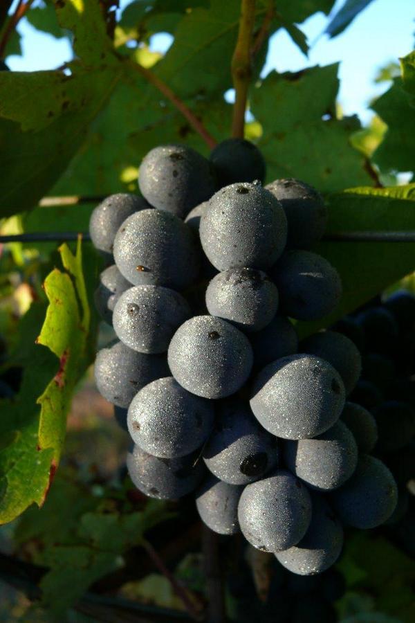 Levin Wines tweet media