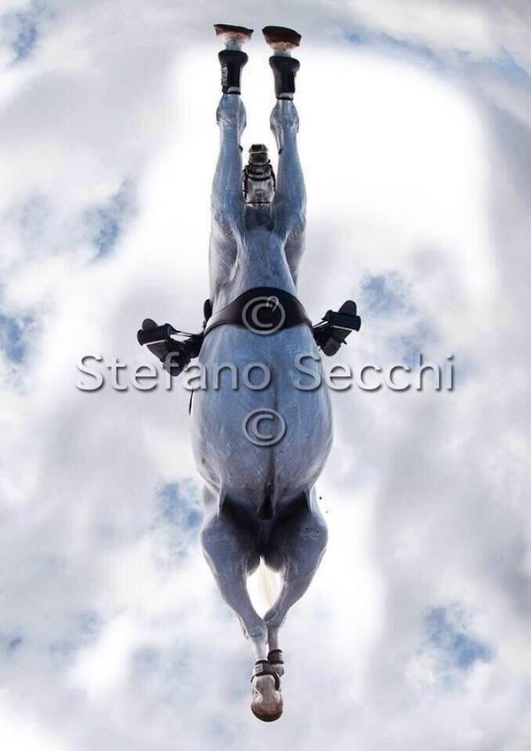 myhorsehavanne's tweet photo. Stiekem wil ik ook zon foto 😂 #pw8 http://t.co/MM0F4oO2v6