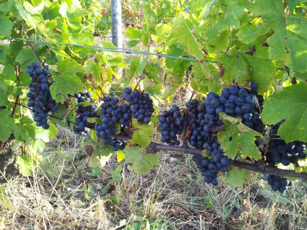 Levin Wines tweet media