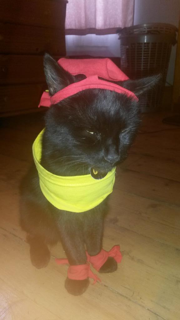 SuperPowerKitty tweet picture