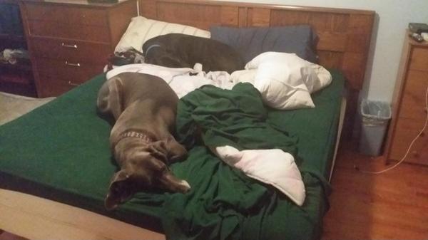 Where'd my bed go?  #californiakingkillers, #greatdanebedbugs, #doug'sbedorbust, #apparentlythemorethemerrier