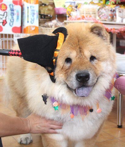 岡山県倉敷市のペットショップ リーマ セルフシャンプーに来てくれたチャウチャウのくーちゃん 倉敷の犬 のトリミングサロン リーマです 自分で愛犬をお店で洗うセルフシャンプーが人気です 炭酸泉もしてふわっふわになりました Http T Co