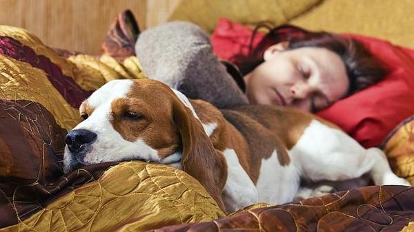 newscomauHQ's tweet photo. Desperate for a good night's sleep? Experts say who you sleep with makes all the difference. http://t.co/wQ2YkT3qFb http://t.co/TMKfQMT47s