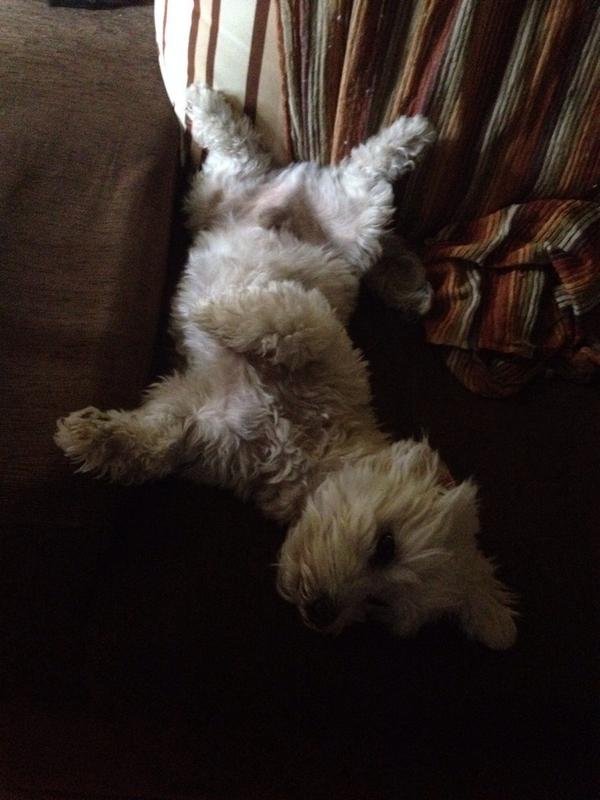 ElGoblinVolador's tweet photo. Definición gráfica de

"PERREAR EN EL SOFA" http://t.co/5lxMDnMNrK