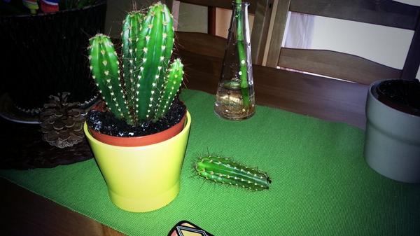 bolondia's tweet image. En otoño se caen las hojas, pero mi cactus se lo ha tomado muy en serio #cactusfail