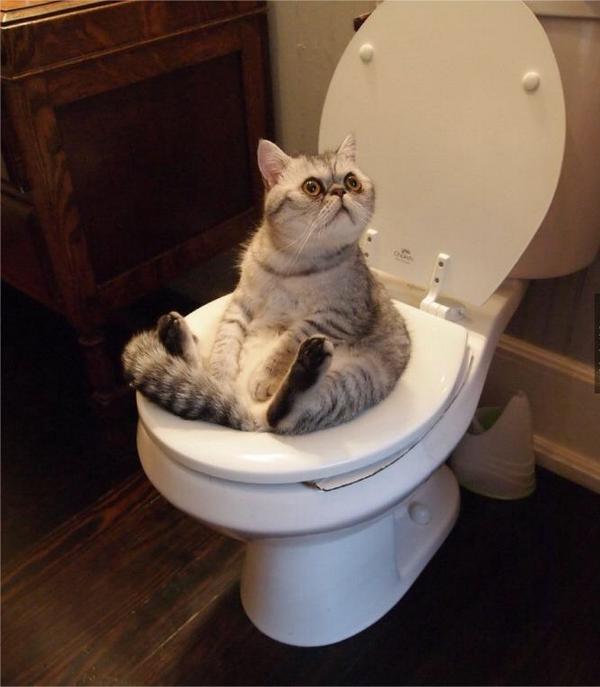 iWhat_The_fuck's tweet photo. Que no ves que estoy cagando?!! Sal de aqui! http://t.co/OpjcffWtdJ