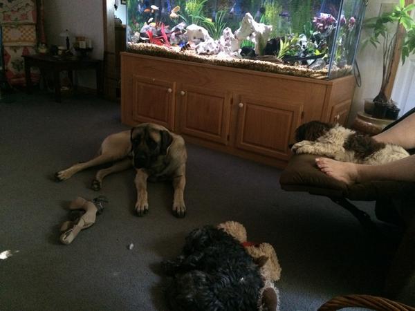 Indianaquacker's tweet image. @annakooiman @ffweekend @foxandfriends  #HomeWithFriends  watching F&amp;amp;F  w/ Benny the mastiff &amp;amp; his shih tzu jets