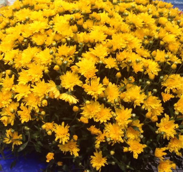 meamon's tweet photo. It's Fall!!!! http://t.co/A2srZdtlER