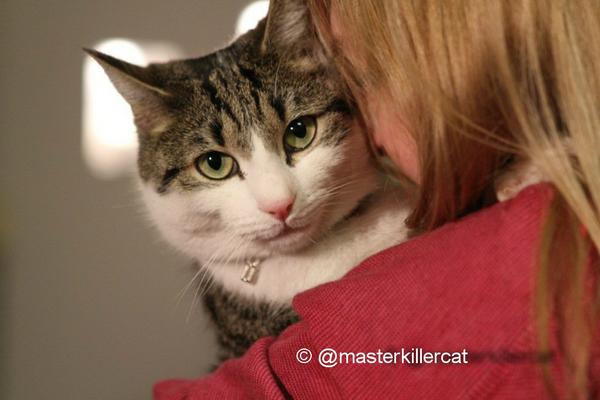 masterkillercat's tweet image. It's #caturday feeling&amp;gt; I'm a killer, but mom loves me...! Happy weekend to all my #friends&amp;gt; #cats #catlover &amp;lt; #hugs