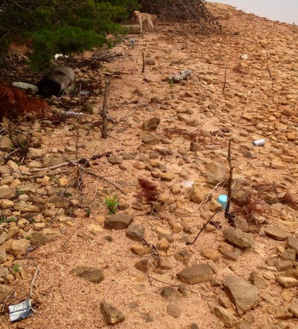 JasperColtrane's tweet photo. If Shore Fisherpersons were just a little neater, Lake Lanier Shore Sweep would be a lot easier! Grrrrrr. http://t.co/oDU1hHr6e9
