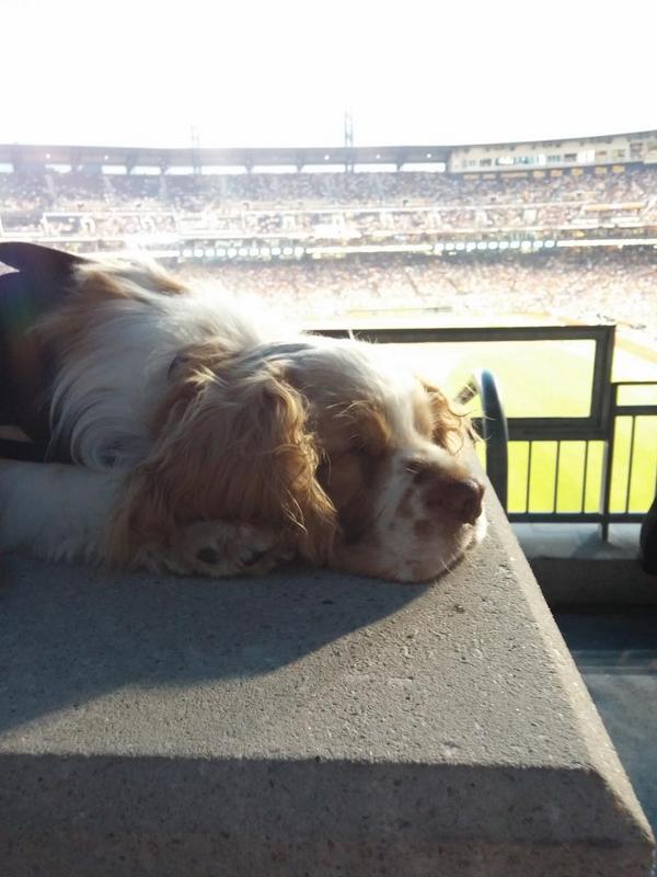MelissainPGH's tweet photo. #bucsfanphoto 
Tucker and Lexi at PNC park. #Pupnight #bucsbooth http://t.co/JIuWeJluGL