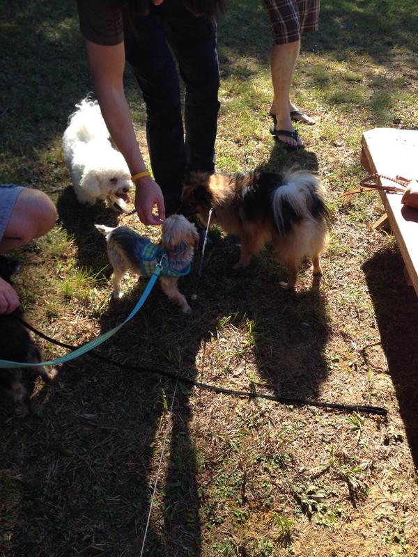julruff's tweet photo. Winery with the pups! @TLYNNDC miss you http://t.co/W6HQK4KEuu