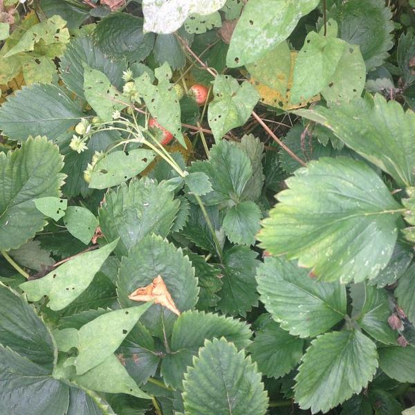 A second summer of strawberries