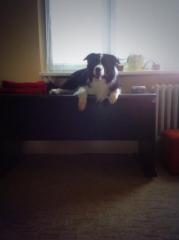 chillipes's tweet photo. #ChilliSays Master told me to go to my place... Without any specifications. So I did :) http://t.co/l5DwNA8iyi