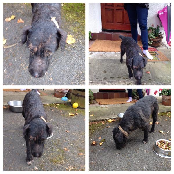 Found this poor dog in Hale Barnes (Manchester) area today. Very badly treated and stray. Please help <a href="/PetsLocated/">Pets Located</a>