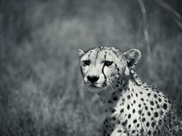 SafariInfinity's tweet photo. A Beautiful Cheetah Capture by Jowenne P., traveled with @SafariInfinity (Dec 2013). http://t.co/rIFLv2F6ij