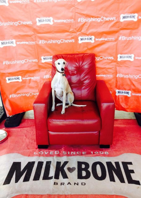 TheStickDog's tweet photo. Hangin at #Barkfest with all my buds! Got some #brushingchews and sat in an #awesome chair @MilkBoneCanada http://t.co/cAbyWOIVwE
