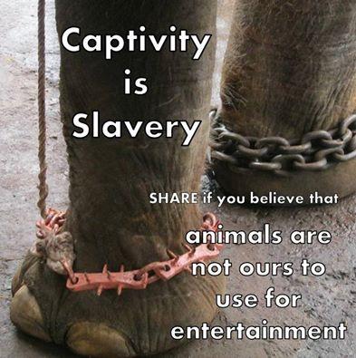 Freedom_Farm_'s tweet photo. http://t.co/HRdTwHMCOK