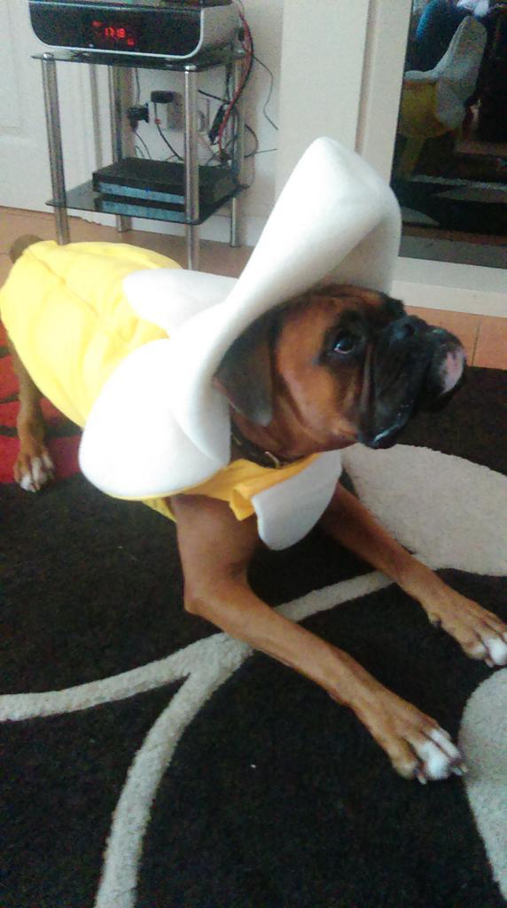 mgardenermz's tweet photo. They seem to think it's funny to dress me up as a banana, I don't!😒 http://t.co/tV2odHtXvT