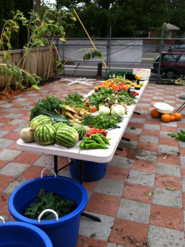 Vocoform (@vocoform) on Twitter photo Lots of produce still going out to neighbors in our CSA shares at Arbor Lodge Urban Farm <a href="/npdxfarm/">ArborLodge UrbanFarm</a> Lots of produce still going out to neighbors in our CSA shares at Arbor Lodge Urban Farm <a href="/npdxfarm/">ArborLodge UrbanFarm</a>