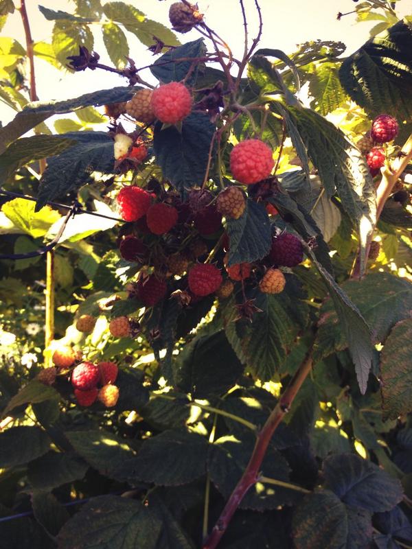 summerxxdayzz's tweet image. #raspberrypicking #applepicking #autumn #yaaaaaaaaa
